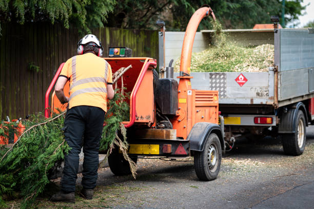 Best Arborist Services Near Me  in USA